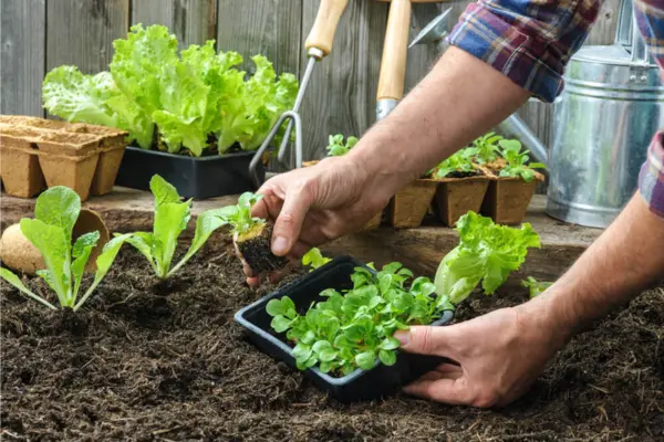 Verde Vivo: Como Manter sua Horta Urbana Fresca e bonita