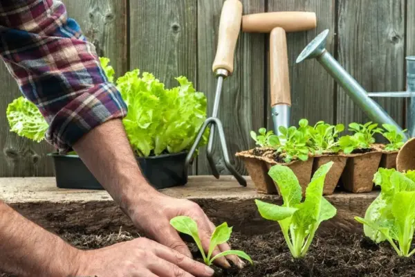 Pulverize a Vida: Técnicas de Manutenção para Prevenir Pragas em Hortas Urbanas