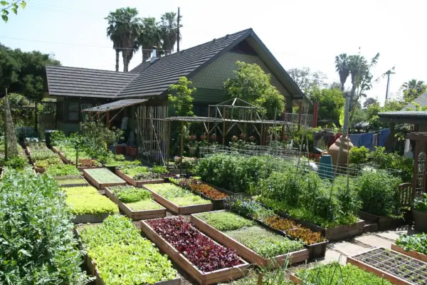 Cultive sua Própria Comida: Razões para Adotar a Horta Orgânica Urbana