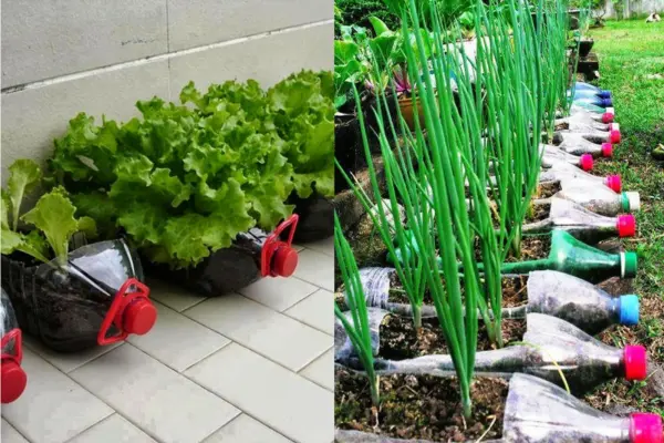 Verde em Crescimento: Estratégias de Manutenção para uma Horta Urbana Próspera