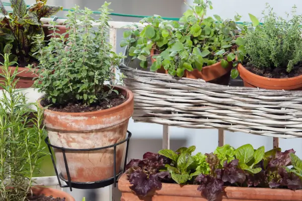 Hortas Orgânicas em Apartamentos: Como Cultivar Vegetais Frescos em Meio Urbano